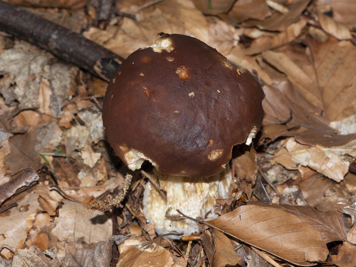 Boletus edulis